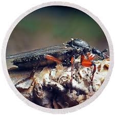 Attēlu rezultāti vaicājumam “Bibionidae female”