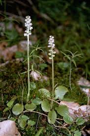 Attēlu rezultāti vaicājumam “Pyrola minor”