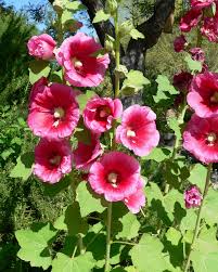 Image result for Alcea (althaea) rosea
