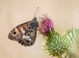 Attēlu rezultāti vaicājumam “Hipparchia semele”