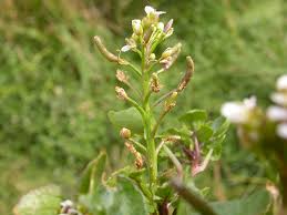 Image result for Rorippa nasturtium-aquaticum