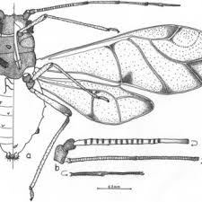 Attēlu rezultāti vaicājumam “Javesella pellucida female”