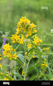 Attēlu rezultāti vaicājumam “Lysimachia vulgaris leaf”