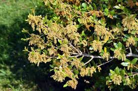Attēlu rezultāti vaicājumam “Juglans mandshurica female flower”