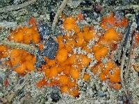 Attēlu rezultāti vaicājumam “Radulomyces confluens”