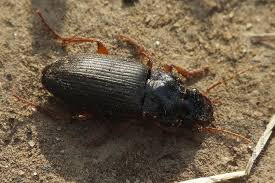 Attēlu rezultāti vaicājumam “Pseudoophonus rufipes”