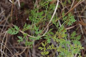 Attēlu rezultāti vaicājumam “Peucedanum oreoselinum leaf”