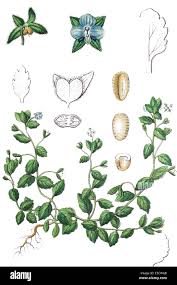 Attēlu rezultāti vaicājumam “Veronica agrestis”