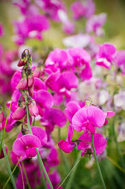 Attēlu rezultāti vaicājumam “Lathyrus latifolius flower”
