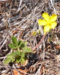 Attēlu rezultāti vaicājumam “Potentilla arenaria leaf”