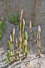 Attēlu rezultāti vaicājumam “Equisetum telmateia”