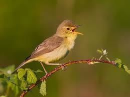 Image result for Hippolais polyglotta