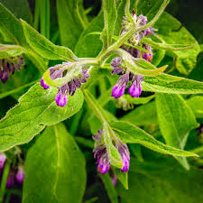 Attēlu rezultāti vaicājumam “Symphytum officinale leaf”