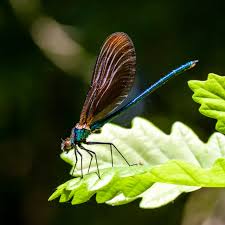 Attēlu rezultāti vaicājumam “Calopteryx virgo male”