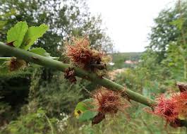 Attēlu rezultāti vaicājumam “Diplolepis rosae”