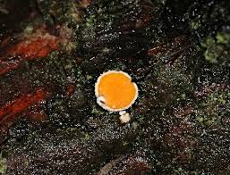 Attēlu rezultāti vaicājumam “Lachnellula willkommii”