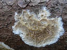 Attēlu rezultāti vaicājumam “Coniophora puteana”