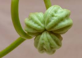Attēlu rezultāti vaicājumam “Tropaeolum majus bud”