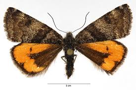 Attēlu rezultāti vaicājumam “Epirranthis diversata imago”