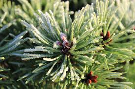 Attēlu rezultāti vaicājumam “Pinus sylvestris leaf”