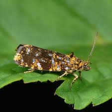 Attēlu rezultāti vaicājumam “Celypha siderana”