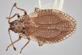 Attēlu rezultāti vaicājumam “Acalypta carinata”