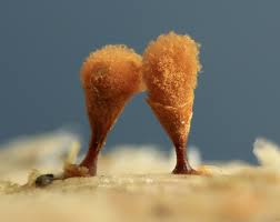 Attēlu rezultāti vaicājumam “Hemitrichia calyculata young”