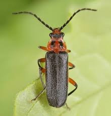 Attēlu rezultāti vaicājumam “Cantharidae”