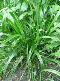 Attēlu rezultāti vaicājumam “Festuca gigantea”