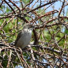 Attēlu rezultāti vaicājumam “Sylvia nisoria adult”