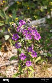 Image result for Campanula medium