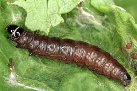 Attēlu rezultāti vaicājumam “Celypha siderana”