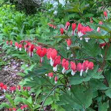 Image result for tränendes Herz