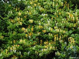 Attēlu rezultāti vaicājumam “Lonicera”