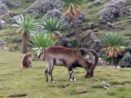 Attēlu rezultāti vaicājumam “Capra”