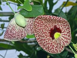 Attēlu rezultāti vaicājumam “Aristolochia durior flower”