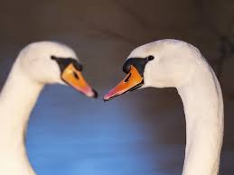 Attēlu rezultāti vaicājumam “Cygnus olor adult”