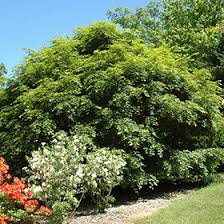 Attēlu rezultāti vaicājumam “Acer pseudosieboldianum”