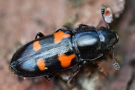 Attēlu rezultāti vaicājumam “Glischrochilus quadripunctatus”