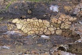 Attēlu rezultāti vaicājumam “Xylobolus frustulatus”