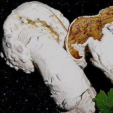 Attēlu rezultāti vaicājumam “Hypomyces chrysospermus”