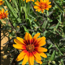 Image result for Heliopsis scabra