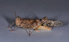 Attēlu rezultāti vaicājumam “Asaphidion pallipes”