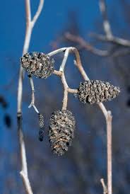 Attēlu rezultāti vaicājumam “Alnus glutinosa fruit”
