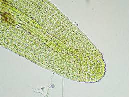 Attēlu rezultāti vaicājumam “Gyroweisia tenuis”