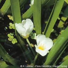 Attēlu rezultāti vaicājumam “Stratiotes aloides flower”