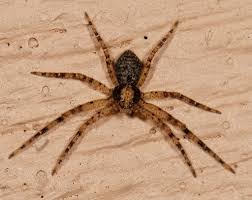 Attēlu rezultāti vaicājumam “Philodromus sp.”