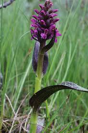 Attēlu rezultāti vaicājumam “Dactylorhiza cruenta flower”