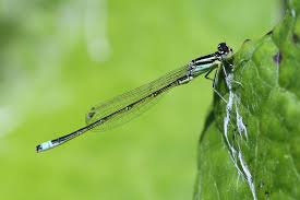 Attēlu rezultāti vaicājumam “Ischnura pumilio”