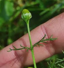 Attēlu rezultāti vaicājumam “Matricaria discoidea”